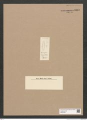 Diatomeae indet. Zeichnungen Sammlung Grunow Nr. 5858 (NHMW-BOT-W0374297)